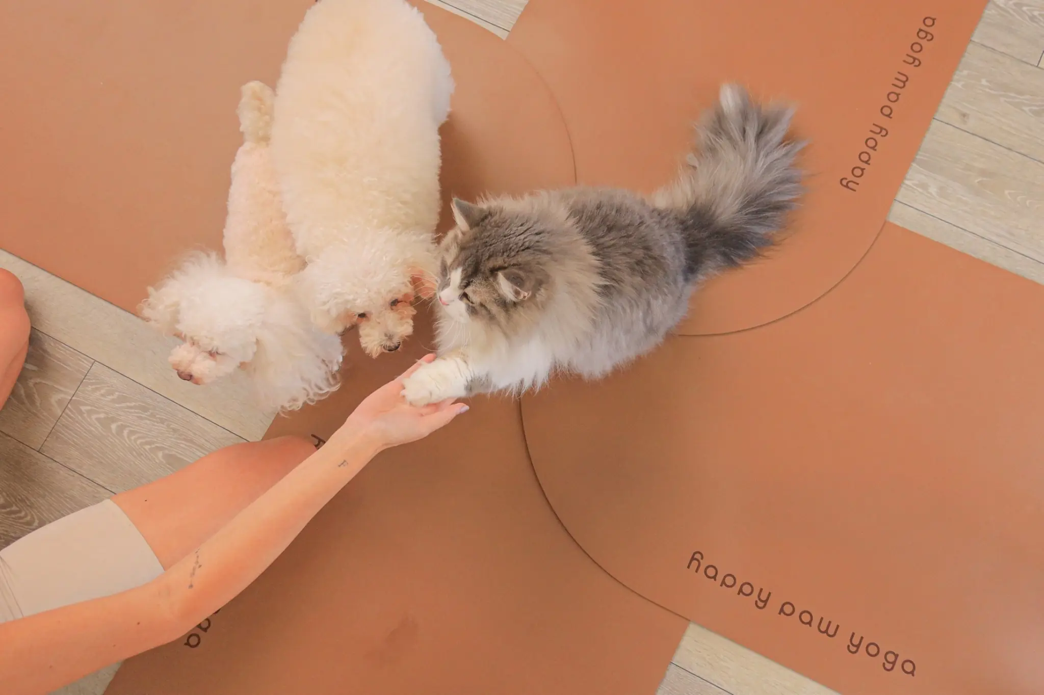 保護動物と手を触れ合わせる様子